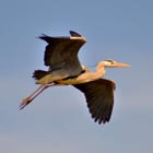 grey heron